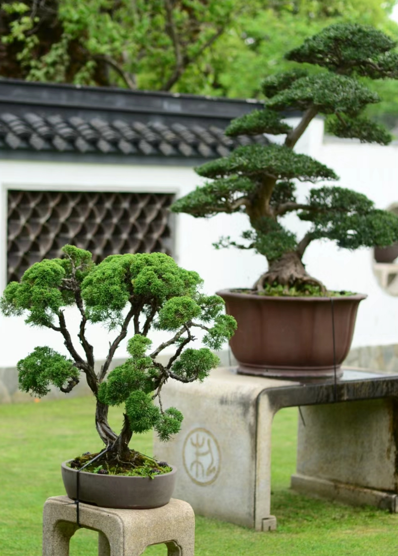 心在南湖 更有年味 | 第一屆南湖游園會(huì)即將“龍”重登場 心在南湖 更有年味 | 第一屆南湖游園會(huì)即將“龍”重登場